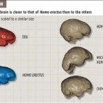 Efekt badań mózgu Ebu